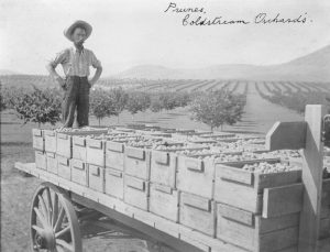 Black and white photo of a man standing at the back of a flatbed wagon loaded with boxes of fruit.