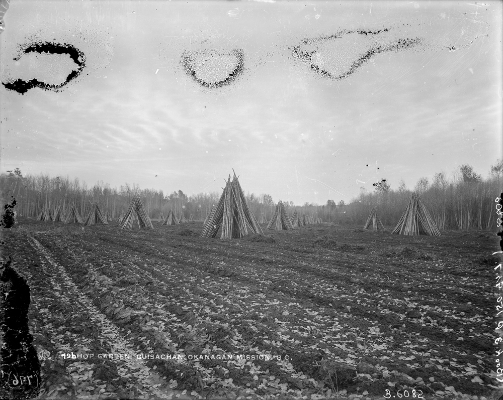Black and white photo of teepee like thin logs standing on end in a plowed field.