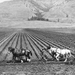 Coldstream Ranch Hop Fields, c.1900