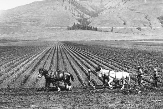 Black and white photo of rows of low crops running towards the hills in the background. There are two horses with three men plowing the fields.