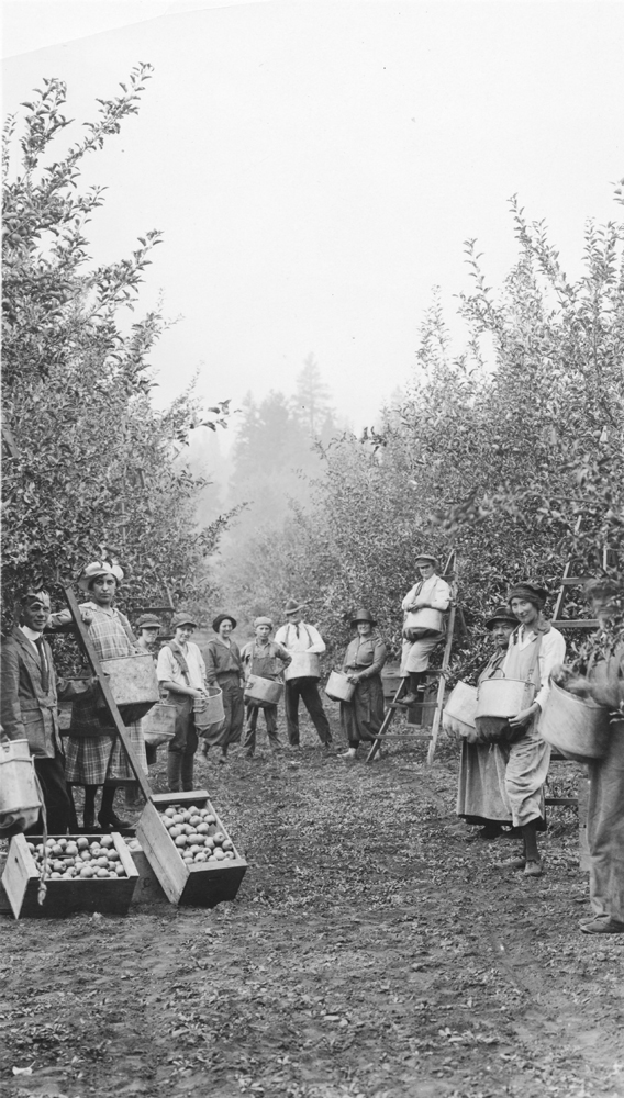 Black and white photo of twelve men and women in an orchard, displaying boxes of apples and picking bags.