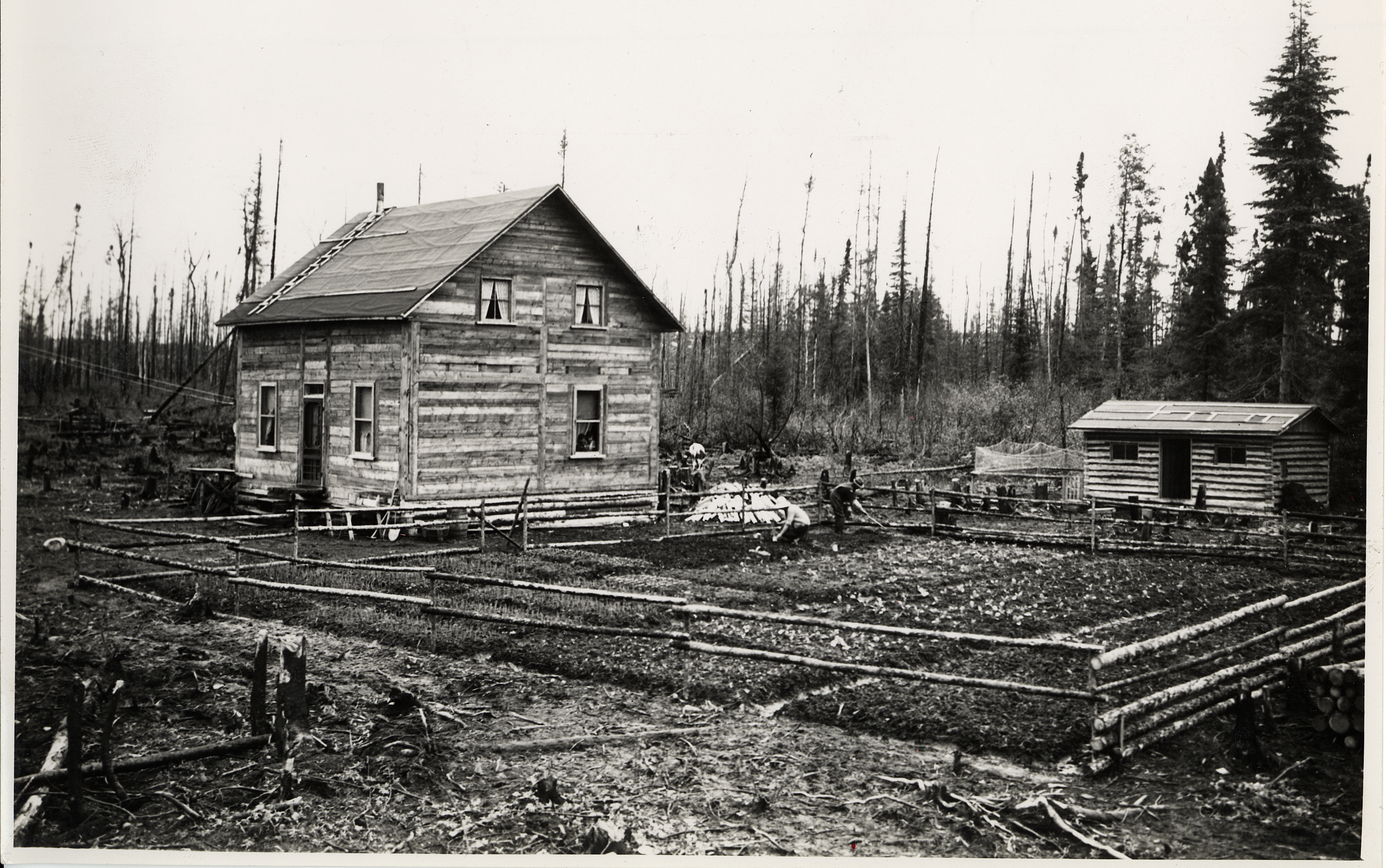 Black & white photograph of a pioneer home. It is a box-shaped house with wood siding and a simple pitched roof. Nearby is a small round-timber shed. To the right of the house is a large garden enclosed by a split-rail fence. Two adults work the garden.