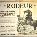 The Stallion Rodeur