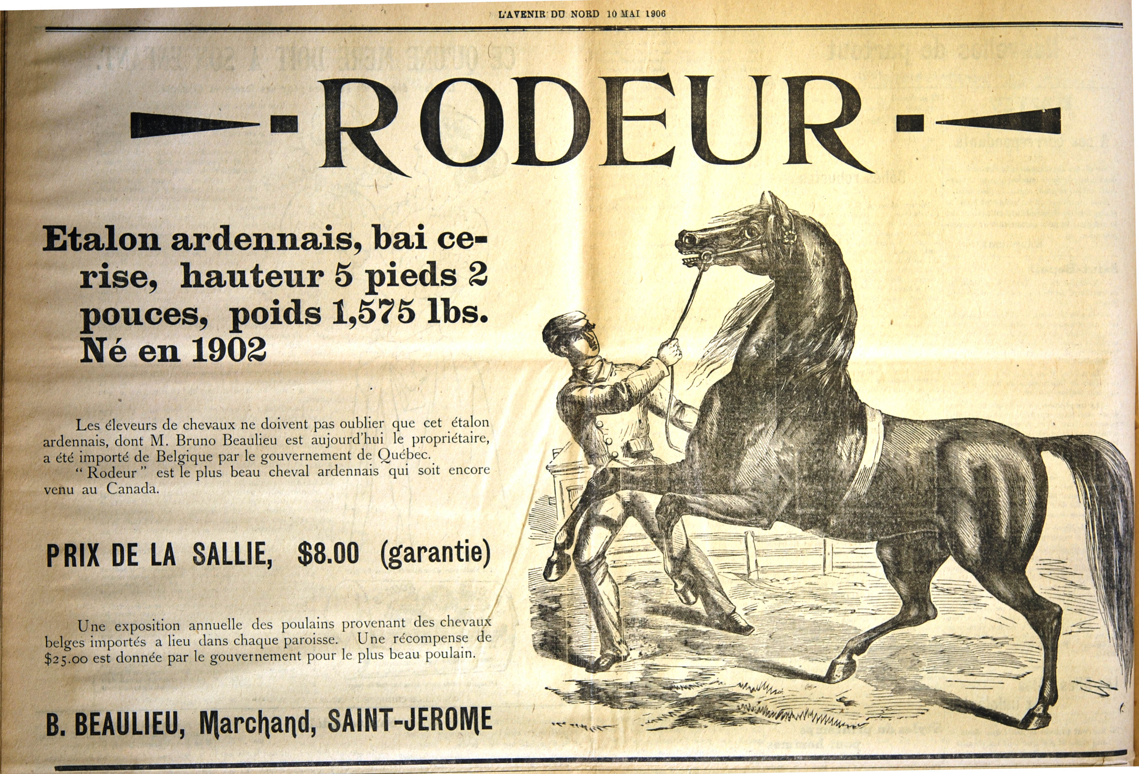 Advertisement that appeared in the newspaper L’Avenir du Nord of May 10, 1906. The ad touts the stud services of an Ardennais stallion named Rodeur, imported from Belgium by the Quebec government. To the right is a drawing of a spirited stallion and a handler pulling on a bridle in an effort to control it.