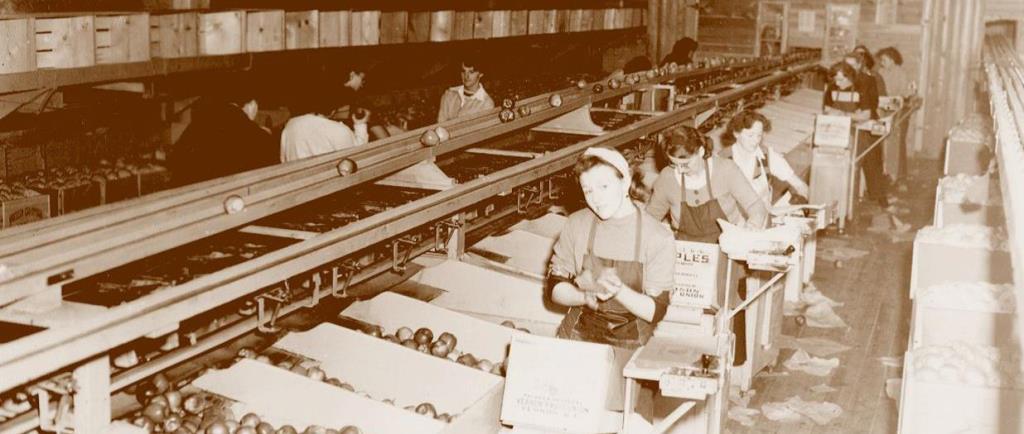 Sepia photo of women working inside an old building. They are selecting, wrapping, and packing apples.