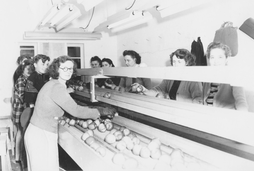 Black and white photo of nine young women working inside a building. Four are on one side of a conveyor line of apples and five are on the other side. Most are looking at the photographer and smiling.