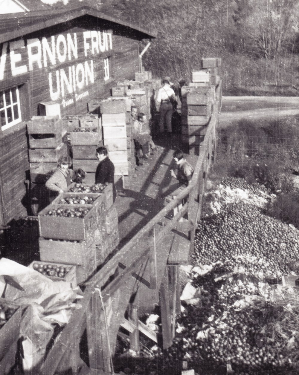 Black and white photo of a wooden building with the words "Vernon Fruit Union II, Oyama Division" painted on its side. There are nine men and women and many boxes of apples on an outside upper deck. Below the deck, thousands of apples lie in piles on the ground.