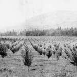 Duck Lake Fruit Ranch, 1911