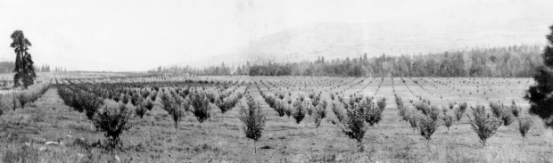 Black and white photo of rows of small, young trees in a large flat field. A forest and hill are in the background.