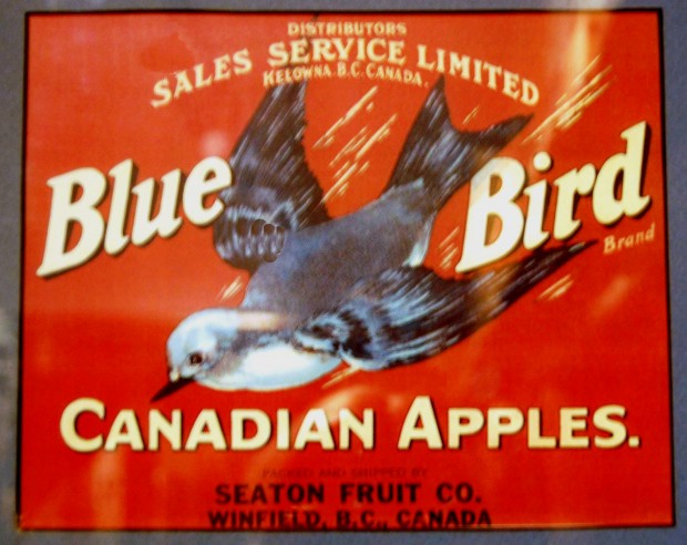 Colour photo of an apple box label, Bluebird Brand, Seaton Packinghouse, Winfield. Red background with a flying bluebird.