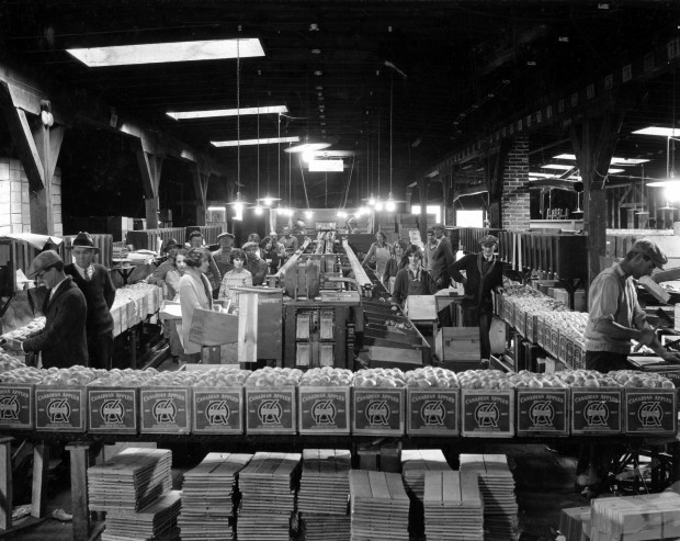 Black and white photo of about twenty men and women working inside an old building. In the foreground is a raised row of boxes filled with apples and labelled OK Brand. Shooks of wood are stacked beneath. Men are looking at apples in boxes or at the photographer. In the centre, women are packing apples along each side of two central conveyor belts. To the right, a man is building an apple box.