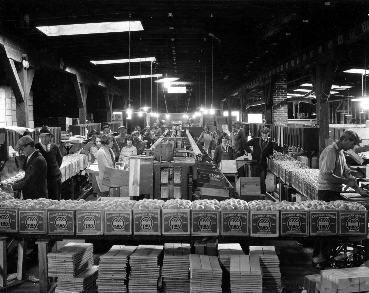 Photo en noir et blanc d’une vingtaine d’hommes et de femmes travaillant à l’intérieur d’un vieil édifice. Au premier plan se trouve une rangée surélevée de caisses de pommes portant l’étiquette de la marque OK. Des planches de bois sont empilées au-dessous. Des hommes examinent les pommes dans les caisses ou regardent le photographe. Au centre, des femmes conditionnent des pommes le long de deux tapis roulant centraux. À droite, un homme est en train de monter une caisse.