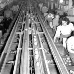 The packing line at the Vernon Fruit Union, Winfield, early 1940s