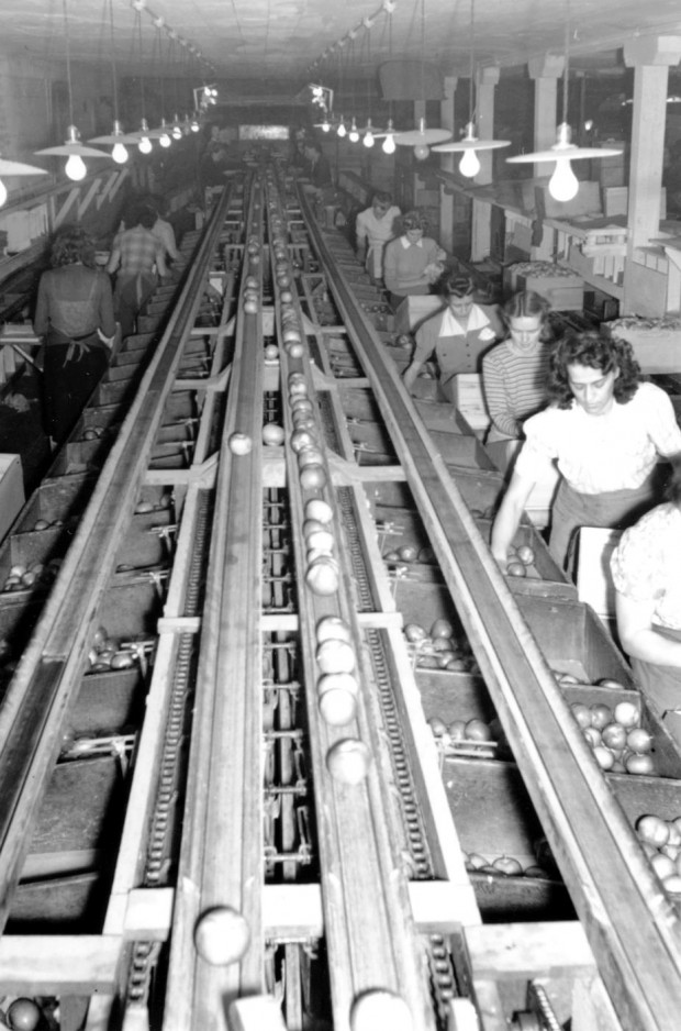 Black and white photo of the inside of a building. Two lines of women are standing at boxes on each side of a centre conveyor belt, with the women on the right facing the camera and the women on the left facing away. Each woman is picking up an apple from the box to her right, wrapping it in tissue, and placing it into a box in front of her.