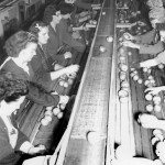 The sorting line at the Vernon Fruit Union, Winfield, early 1940s