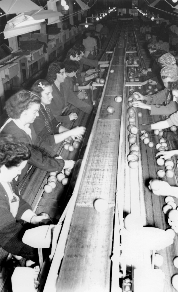 Black and white photo inside a building. Apples are moving along a conveyor belt in the middle and, from each side women are sorting the apples.