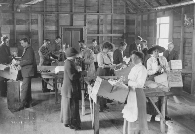 Black and white photo of four women and eleven men, each standing at a packing station along one side of four tables. Each table has a burlap centre filled with apples from which they select an apple, then wrap and place it in a raised box in front of them.