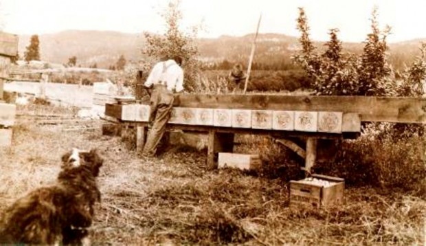 Sepia photo of a man in work clothes standing outside, his back to the photographer. He is packing apples into several wooden boxes on a bench. A black and white dog in the foreground looks at the man.