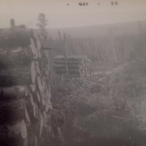 Stacks of logs piled for measurement in cords