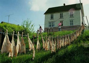 Cod fish hung out to dry In the background a white wooden house. A woman is hanging laundry and two children, holding hands, watch her.