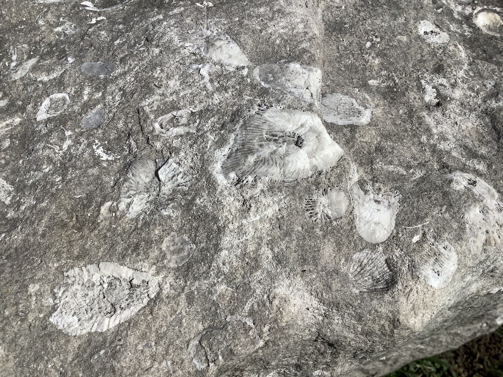A rocky surface that is grey and white and shows some radiating fossil lines.