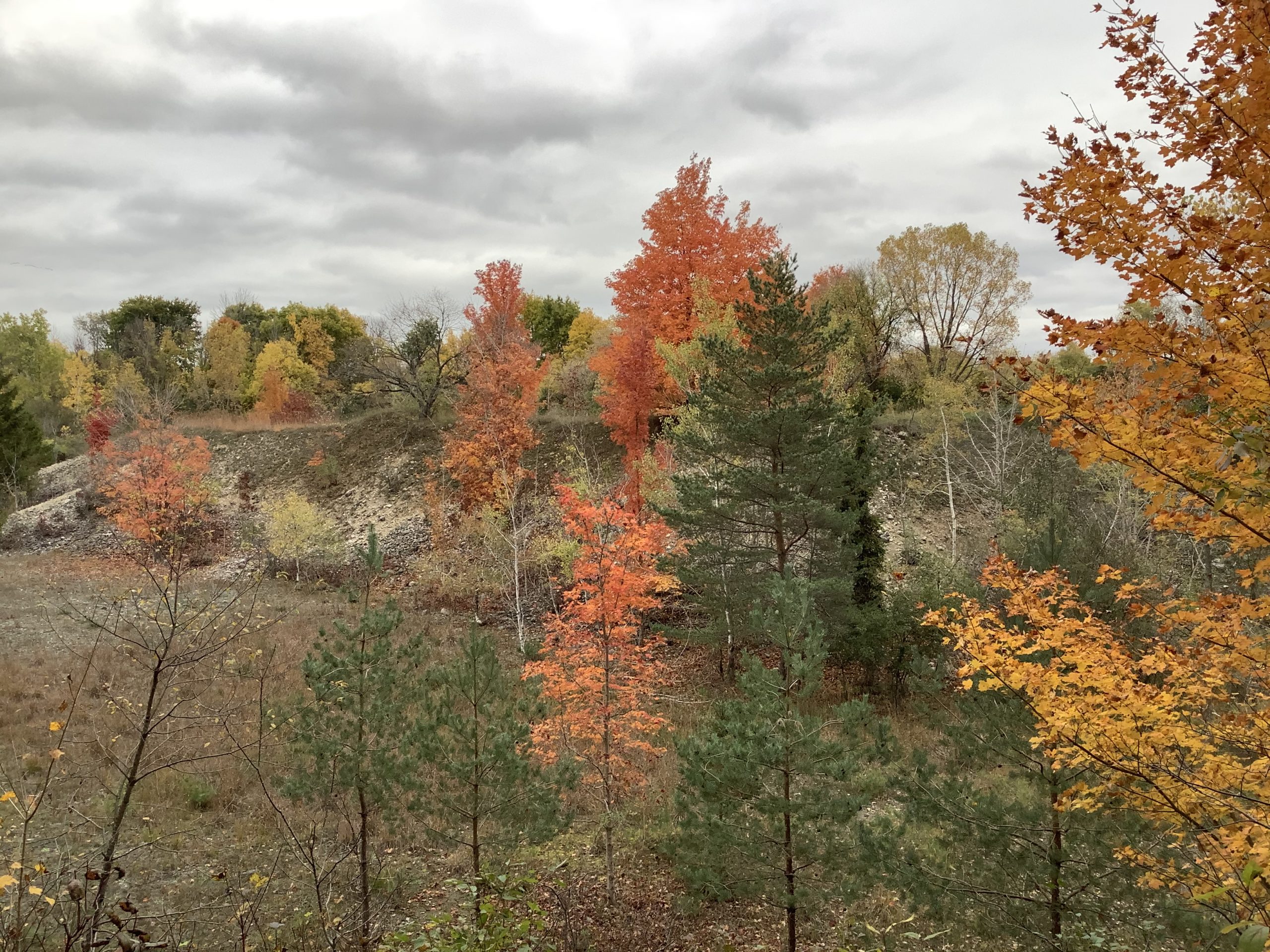 A mixed forest of deciduous and coniferous trees in the fall at Wildwood Conservation Area