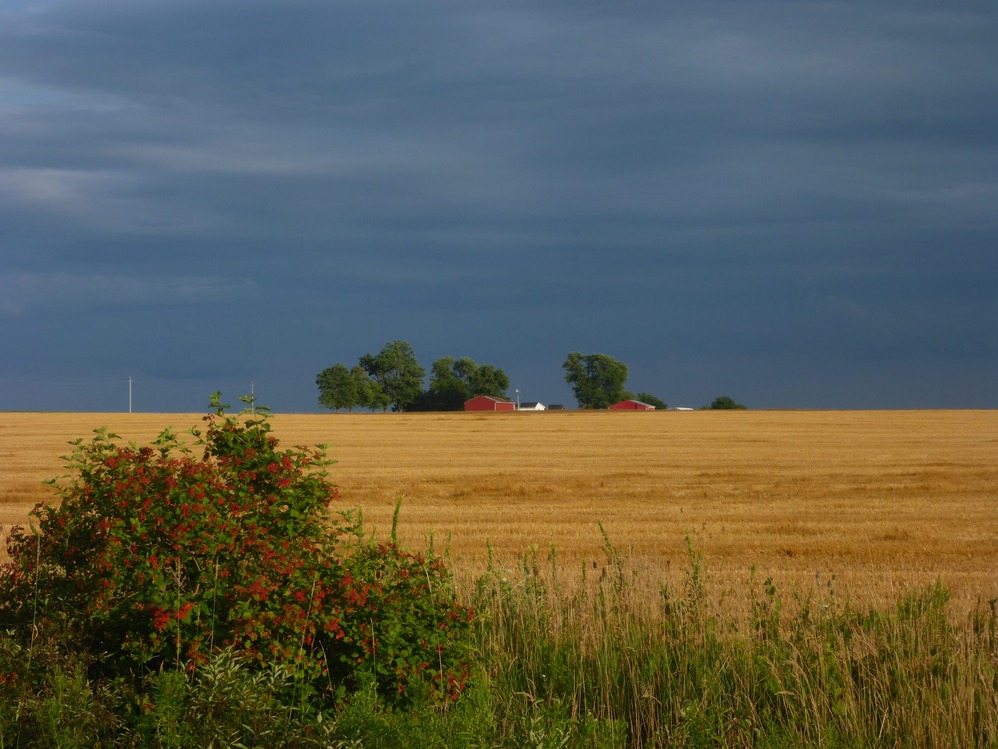 An image of a farm field landscape in the Beachville Region