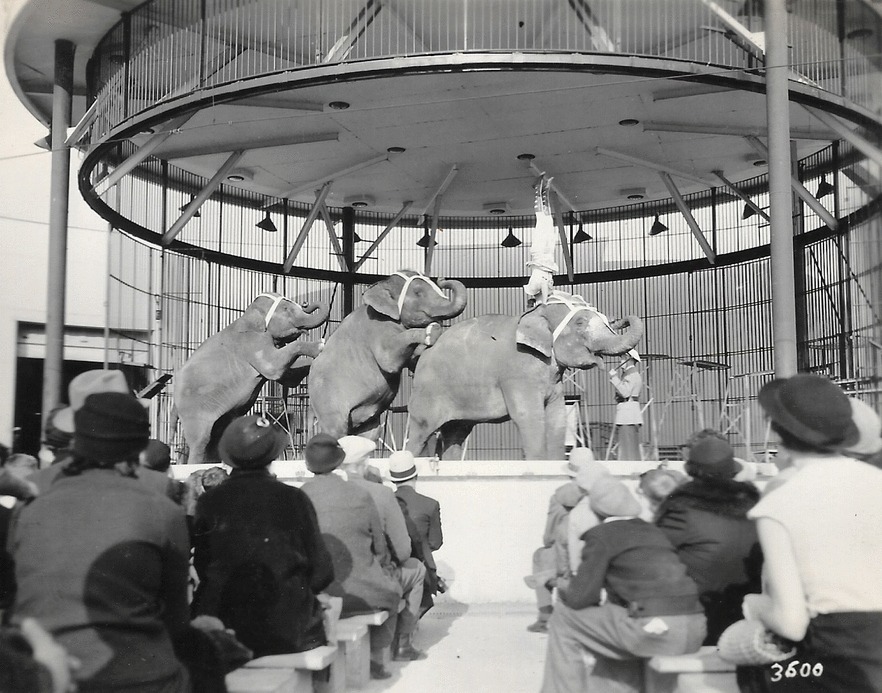 Black and white photo of circus elephants under a large cage with a circus performer doing a hand stand on top of an elephant in front of seated audience