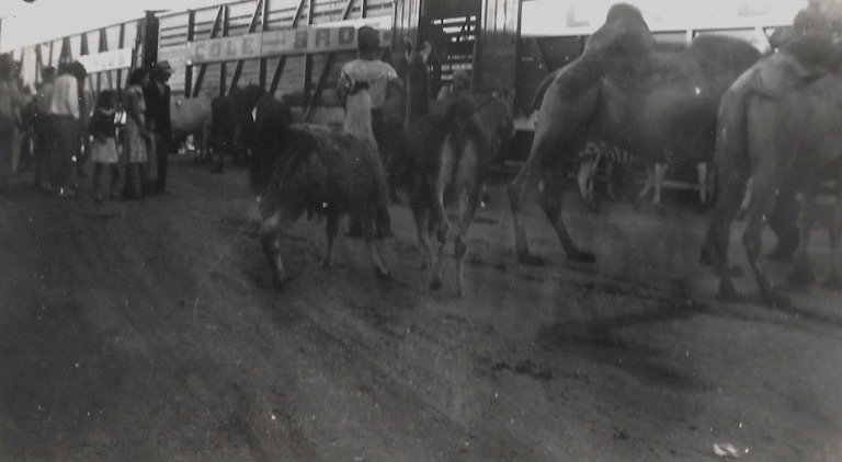 Black and white photo of people gathered in the background while camels, zebras, and llamas are being led in into a train cars with the signs for Cole Bros.