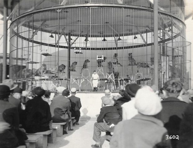 Black and white photo of circus tigers and lions in a large cage on elevated stands with a tamer ready to perform for seated audience