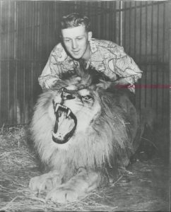 Black and white photo of young Bingo Hauser above his lion Simba, the lion has his mouth wide open and is showing sharp teeth