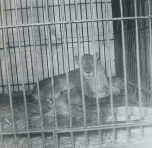 Black and white photo of a female lion in a cage with two of her cubs feeding off of her