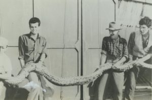 Black and white photo of three men holding a very large snake