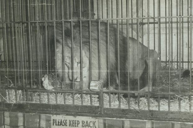 Black and white photo of a lion in a cage, sign below the cage says Please Keep Back