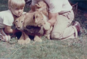 A child and an adult handling three lion cubs