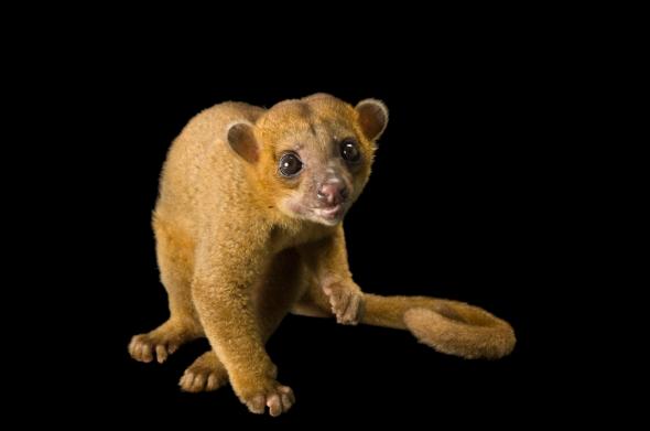 A kinkajou, which has short beige fur with orange tones, little round ears, big brown eyes, little hands, a tail like a monkey, a small mouth and face