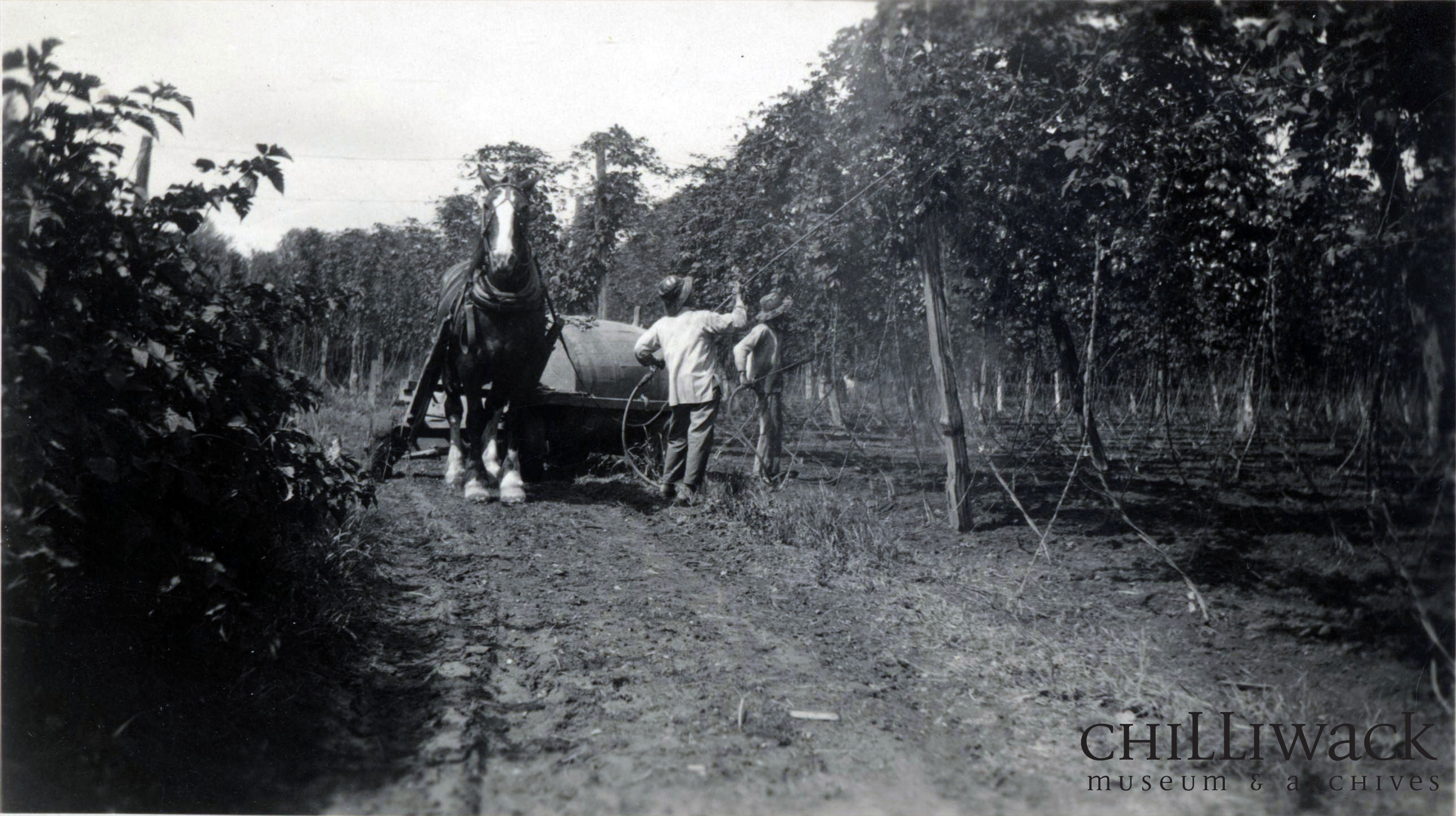 Photographie en noir et blanc de deux hommes pulvérisant le houblon dans un champ avec un cheval et un chariot