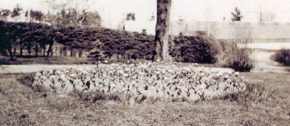 sepia tone picture of a circular flower bed with a lone tree behind it.