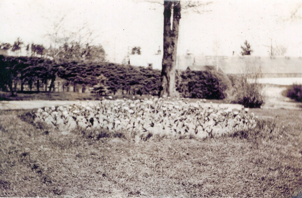 sepia tone picture of a circular flower bed with a lone tree behind it.