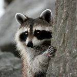 Jacqueline’s Memories: Animals