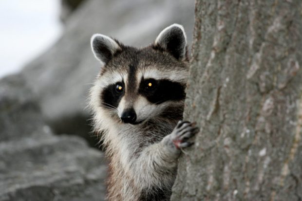 Color picture of a raccoon