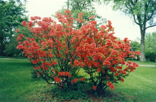 red azaleas in full bloom