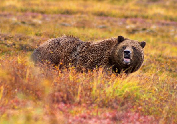 A large brown bear with its wet matted fur and mouth agape stands in a field of red, orange, yellow and green shrubs.