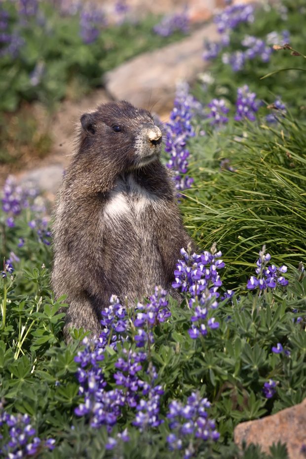 A brown marmot with tufts of white fur on its chest sits in an alpine meadow surrounded by purple flowers and green grasses.