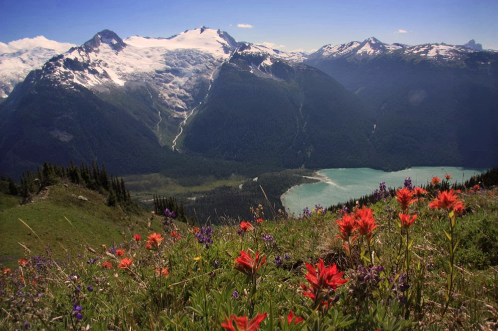 Red, purple and yellow alpine flowers grow on the steep slopes looking down toward the glacial blue water of Cheakamus Lake. The glacier covered peaks across the valley glisten in the summer sun.
