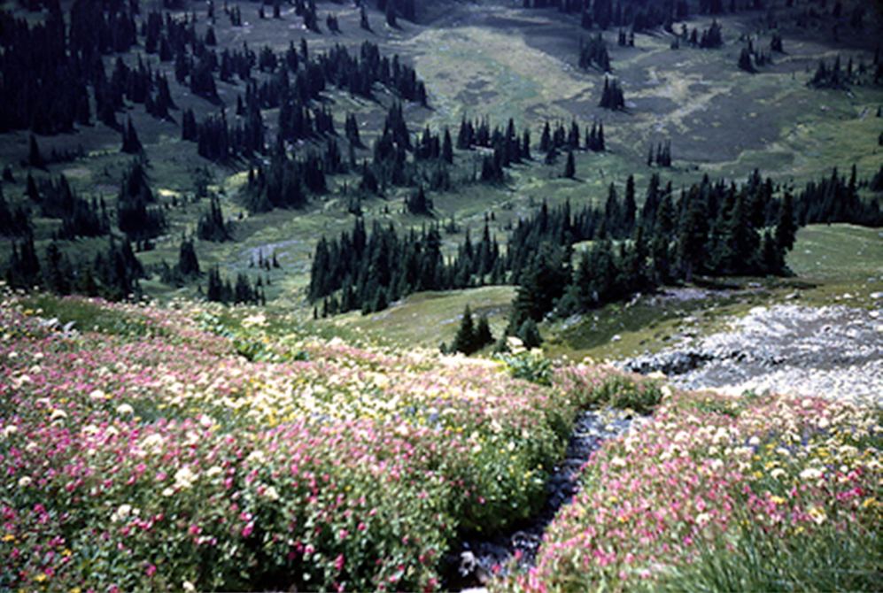 Pink, white and yellow alpine flowers in bloom in the green alpine meadow. Stands of evergreen trees can be seen in the distance.