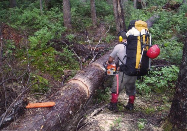 A man wearing yellow earmuffs, a yellow and black backpack with a red helmet hanging of the back is in the process of sawing through a large fallen tree.