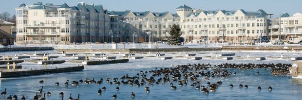in foreground of this panoramic photograph is blue water with many Canada geese, beyond them are deserted boat slips in icy water and on shore a large white four-story condominium building with blue roofs