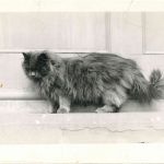 Persian Cat