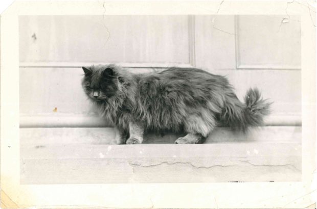 Photo of David, the Persian kitten